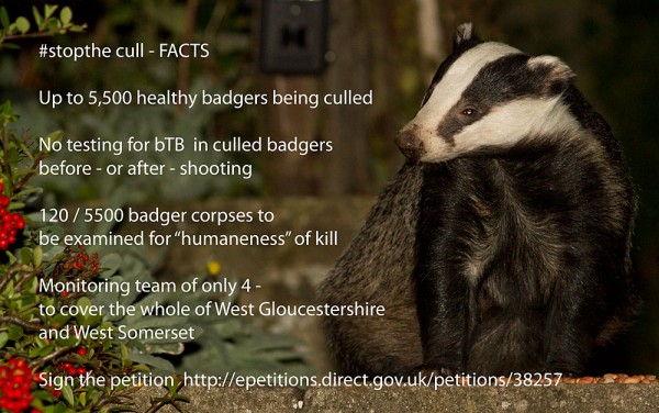 Stop the Badger Cull