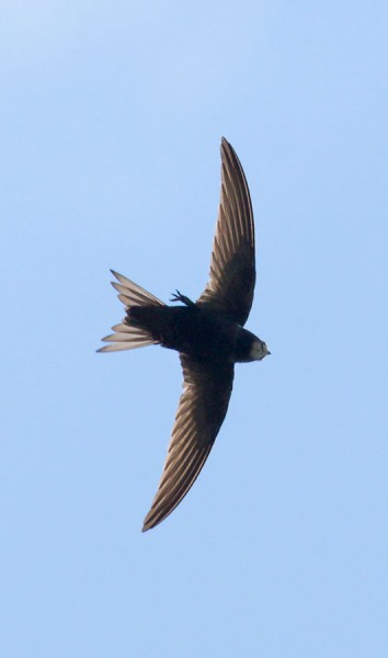 Swift (Apus apus) in flight