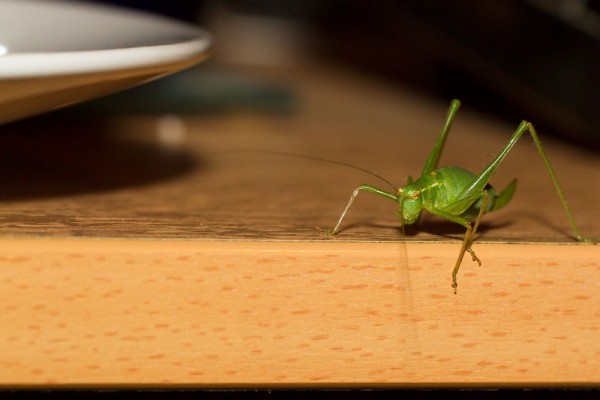 Speckled Bush Cricket