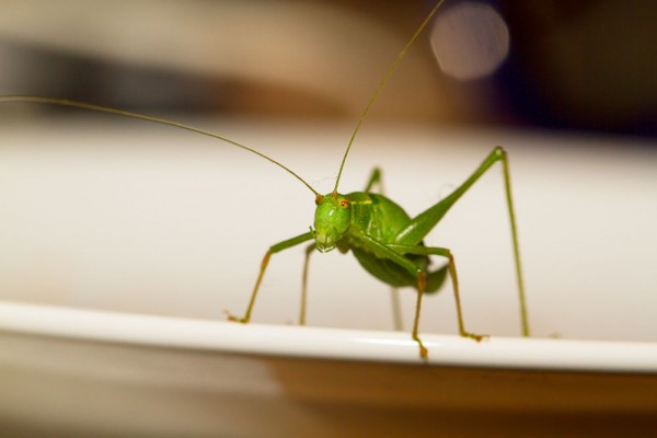 Speckled Bush Cricket