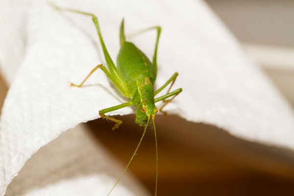 Speckled Bush Cricket