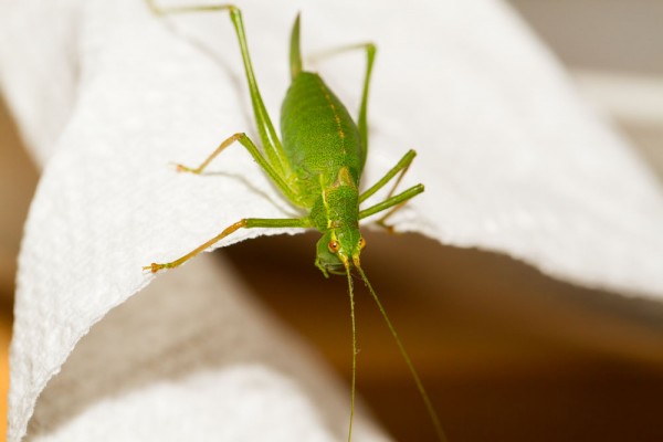 Speckled Bush Cricket