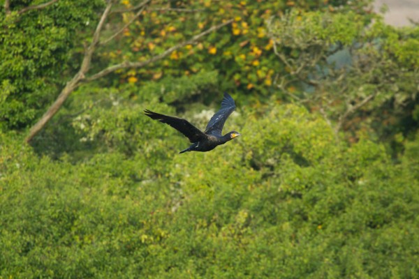 Cormorant 