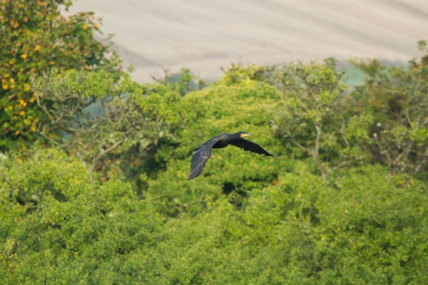 Cormorant 