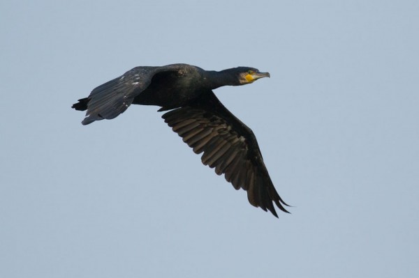 Cormorant 