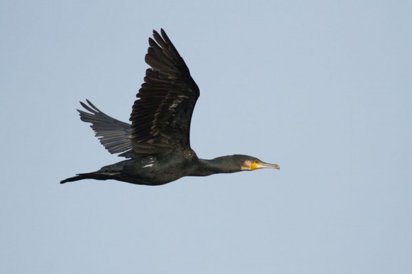 Cormorant 
