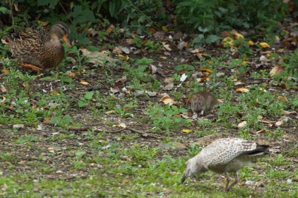 duck,gull and rat