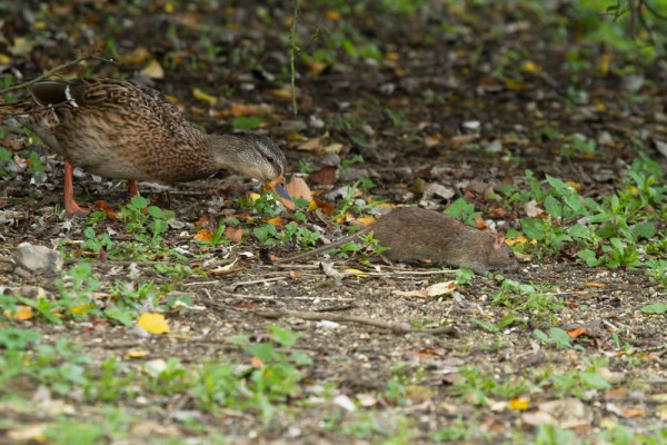 duck and rat
