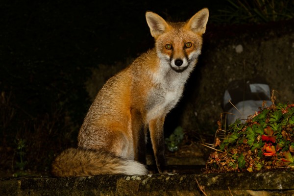 Fox at night