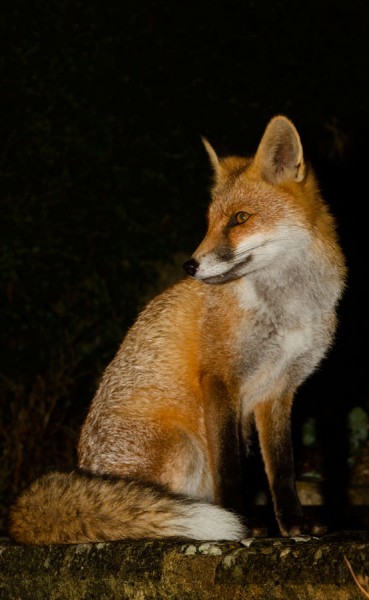 Fox at night