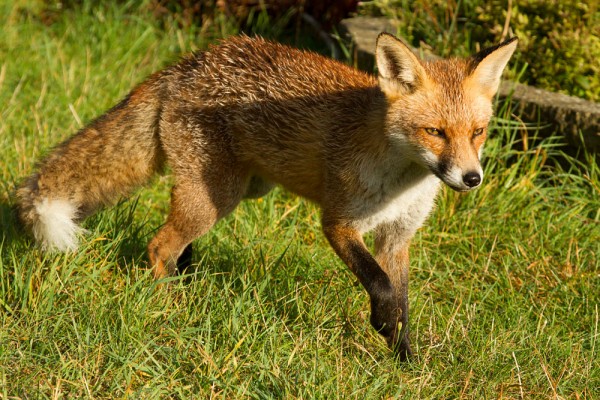 Young fox in the sunshine