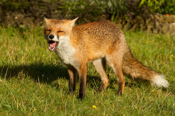 Young fox in the sunshine
