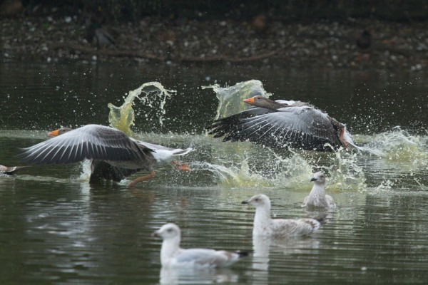 Greylag geese