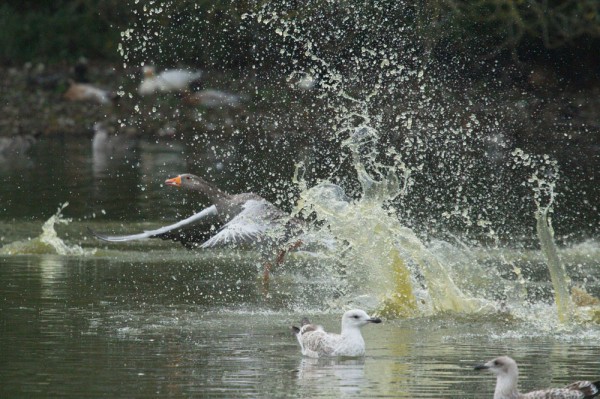 Greylag geese