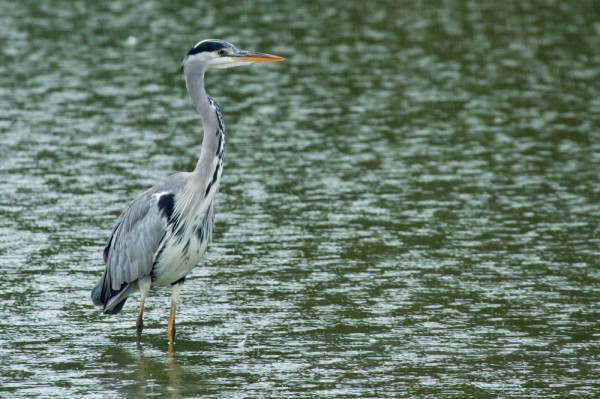 Heron