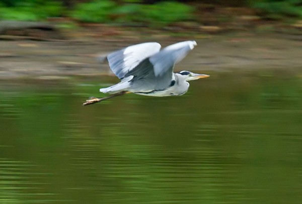Heron