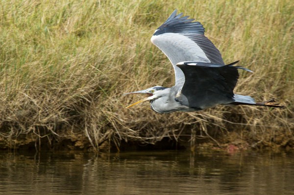 Heron in flight