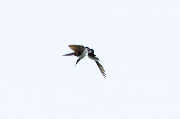 House martins feeding on the wing