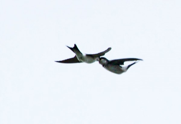 House martins feeding on the wing