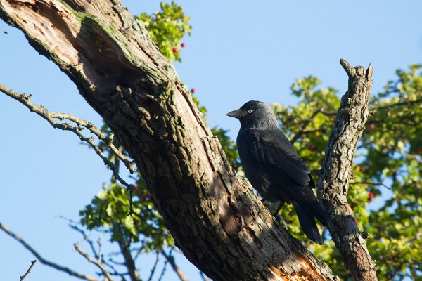 jackdaw