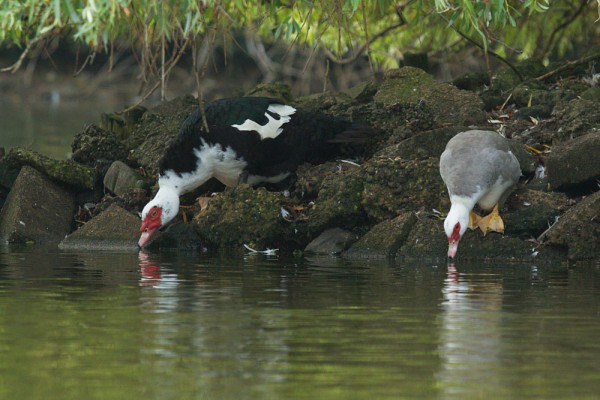 Pair of Muscovy ducks