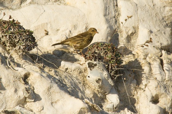 Rock pipit
