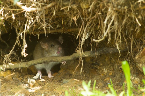 Rats playing by tree roots