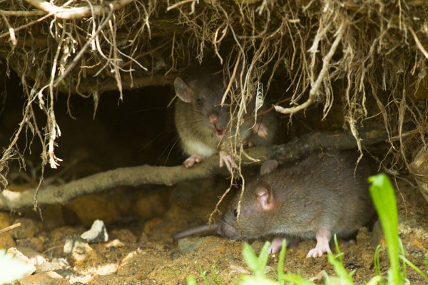 Rats playing by tree roots