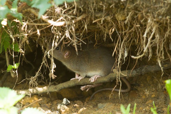 Rats playing by tree roots