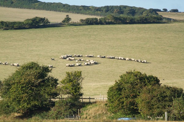 sheep in field