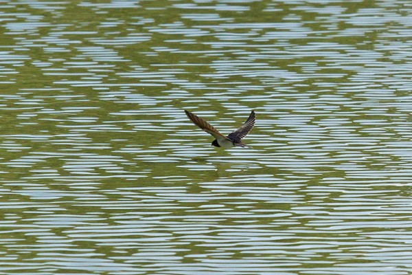 Swallow