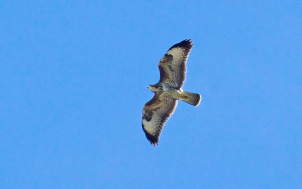 Common buzzard