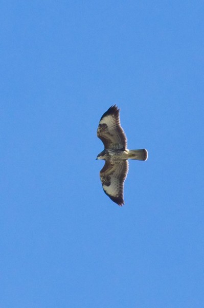 Common buzzard