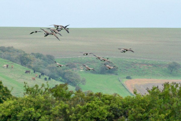 Canada geese