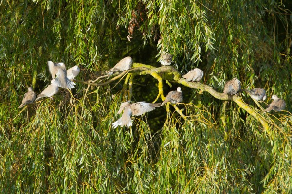 Collared doves