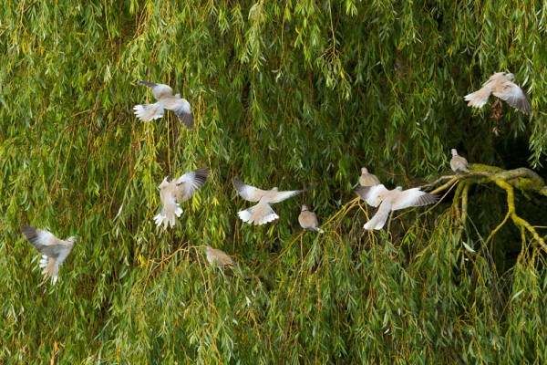 Collared doves