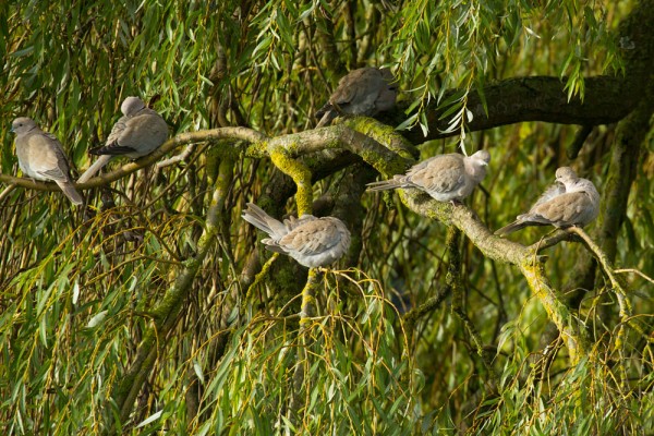 Collared doves