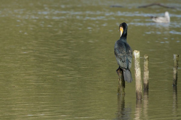 Cormorant