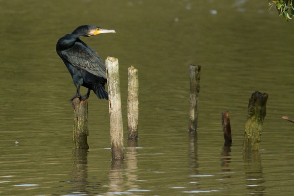 Cormorant
