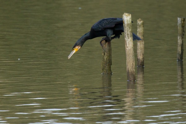Cormorant