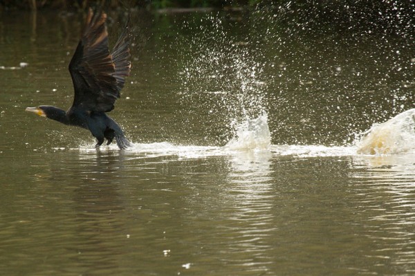 Cormorant taking off