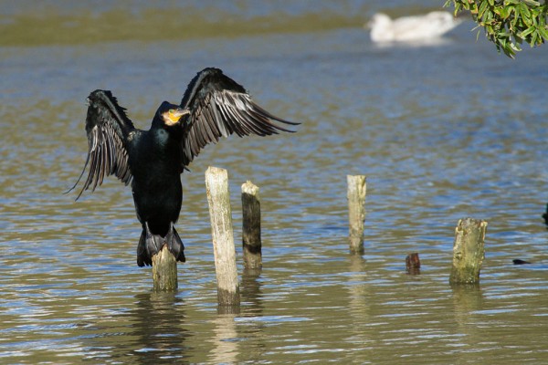 British Coastal Birds