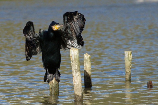 cormorants