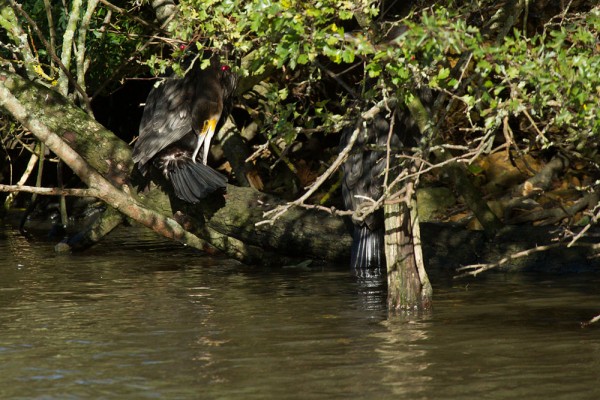 cormorants