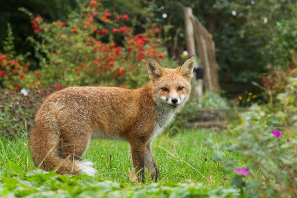 fox standing