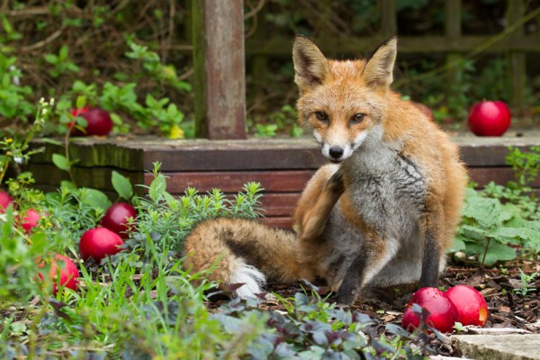 Fox scratching