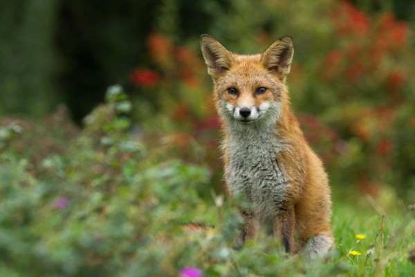 Sitting fox