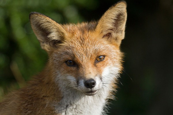 fox portrait