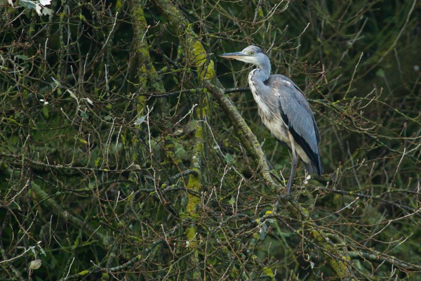 heron in tree