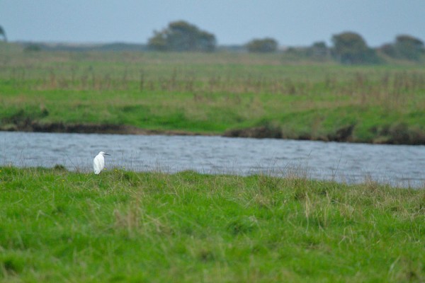 Little Egret